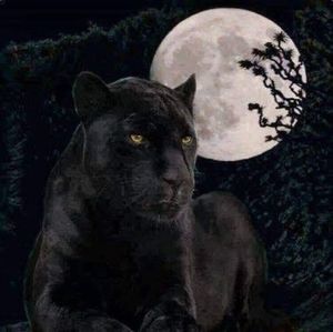 Meet your Posher, Miska